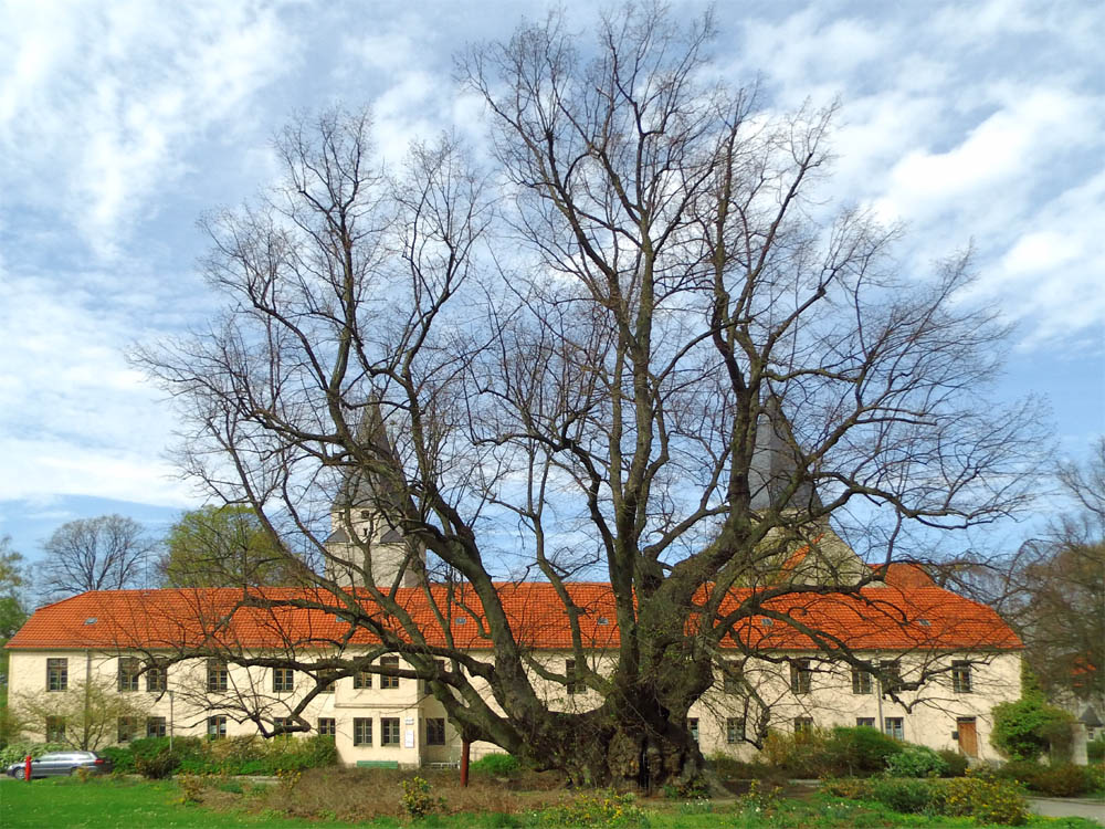 Kaiserdom Kaiser Lothar Linde Kaiserdom zu Königslutter